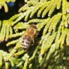 Cremehonig mit Himbeeren – Bild 3