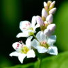 Buchweizenblüte – Bild 2