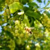 Löwenzahn/Obstbaumblütenhonig – Bild 4