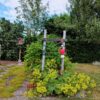 Löwenzahn/Obstbaumblütenhonig – Bild 13