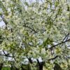 Löwenzahn/Obstbaumblütenhonig – Bild 7