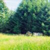 Blüte/Waldhonig – Bild 12