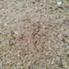 Rohpropolis Pulver – Bild 7