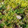 Propolistropfen – Bild 6