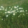 Cremehonig mit Zitrone – Bild 10