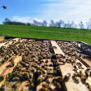 Bienenpate werden