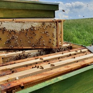 Bienen für deinen Garten