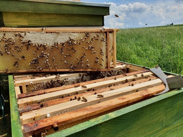 Bienen für deinen Garten