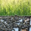 Bienen für deinen Garten – Bild 5