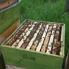 Bienen für deinen Garten – Bild 8