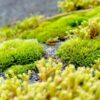 Propoliscreme "Natur Pur" – Bild 3