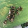 Bienen für deinen Garten – Bild 2