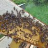 Bienen für deinen Garten – Bild 3