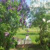 Bienen für deinen Garten – Bild 9