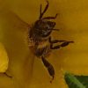 Bienenwachs – Bild 2