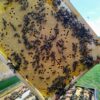Rohpropolis Pulver – Bild 8