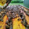 Rohpropolis Pulver – Bild 6