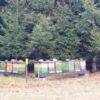 Wald/Blütenhonig – Bild 3