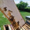 Cremehonig mit Zimt – Bild 8