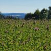 Feiner Wabenhonig – Bild 3