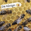 Blütenhonig – Bild 15