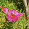 Honig mit roter Schleife – Bild 2