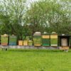 Bienen für deinen Garten – Bild 6