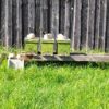 Bienen für deinen Garten – Bild 10