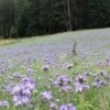 Phaselia Blütenhonig – Bild 4