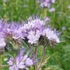 Phaselia Blütenhonig – Bild 2