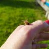 Honig in seiner reinsten, naturbelassenen Form – Bild 6