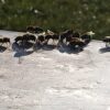 Honig in seiner reinsten, naturbelassenen Form – Bild 2