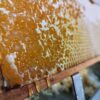Wabenhonig - direkt vom Bienenstock im Holzrahmen