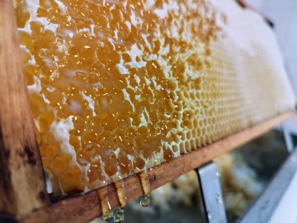 Wabenhonig - direkt vom Bienenstock im Holzrahmen