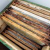 Wabenhonig - direkt vom Bienenstock im Holzrahmen – Bild 14