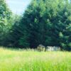 Wabenhonig - direkt vom Bienenstock im Holzrahmen – Bild 7