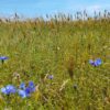 Wabenhonig - direkt vom Bienenstock im Holzrahmen – Bild 6