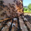 Wabenhonig - direkt vom Bienenstock im Holzrahmen – Bild 3